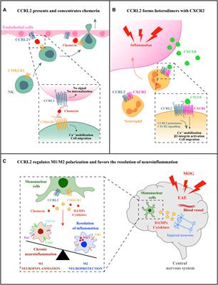 Molecular Basis for CCRL2 Regulation of Leukocyte Migration